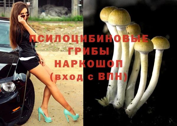 гашик Богданович