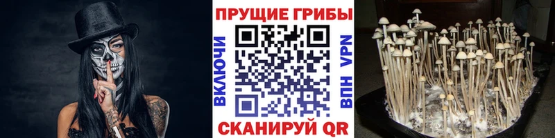 Псилоцибиновые грибы Psilocybine cubensis  Купить  Звенигород 